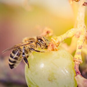 Impollinazione, biodiversit&agrave; e sicurezza alimentare: senza le api la vita sulla Terra crollerebbe