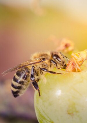 Impollinazione, biodiversit&agrave; e sicurezza alimentare: senza le api la vita sulla Terra crollerebbe