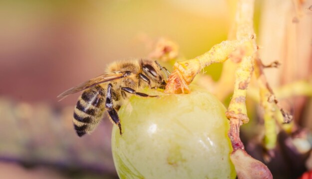 Impollinazione, biodiversit&agrave; e sicurezza alimentare: senza le api la vita sulla Terra crollerebbe