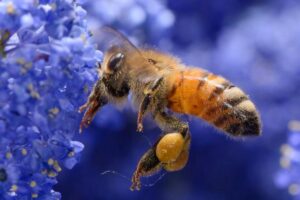 L&rsquo;impollinazione delle api genera in Italia 2 miliardi di euro della produzione agroalimentare