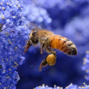 L&rsquo;impollinazione delle api genera in Italia 2 miliardi di euro della produzione agroalimentare