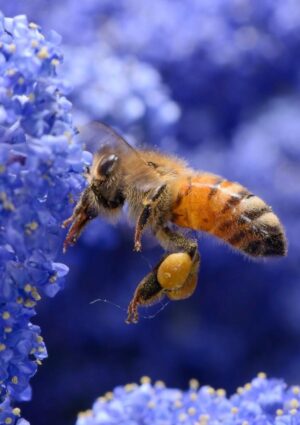 L&rsquo;impollinazione delle api genera in Italia 2 miliardi di euro della produzione agroalimentare