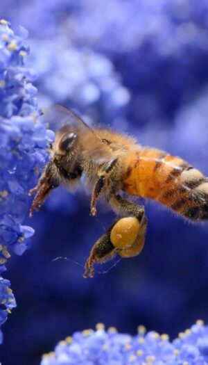 L&rsquo;impollinazione delle api genera in Italia 2 miliardi di euro della produzione agroalimentare