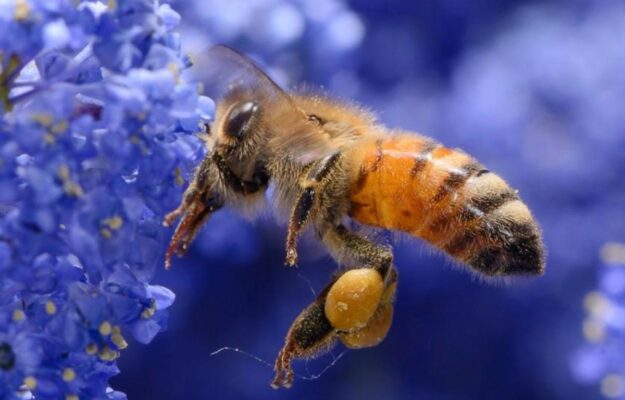 AGRICOLTURA, agroalimentare, API, APICOLTORI, Confagricoltura, FAI, GIORNATA MONDIALE DELLE API, Greenpeace, HONEYBEES & VINEYARD, IMPOLLINAZIONE, MIELE, Non Solo Vino