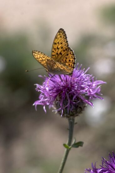 Senza le api e gli insetti impollinatori la vita sulla Terra crollerebbe (ph: Wwf Italia/F. Cianchi)