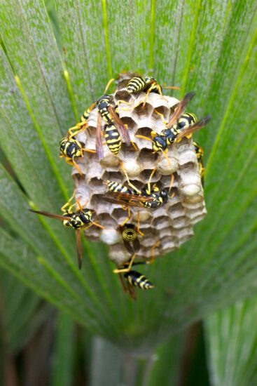Senza le api e gli insetti impollinatori la vita sulla Terra crollerebbe (ph: Wwf Italia/G. Viviano)