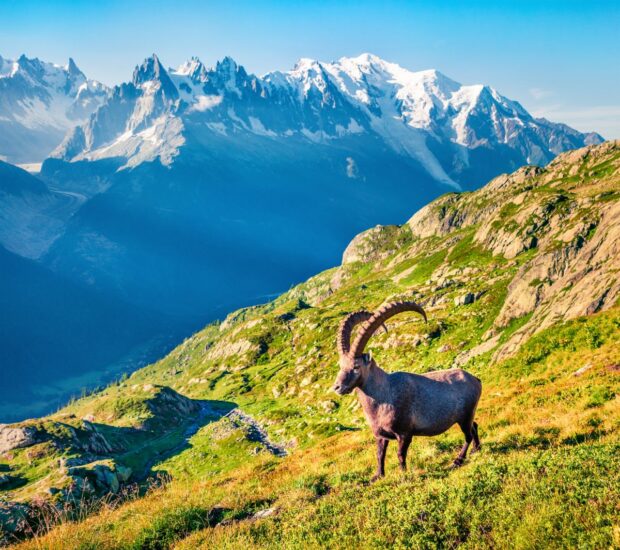 Alpine Ibex (Capra Ibex) on the Mont Blanc (Monte Bianco) background. Sunny summer morning in the Vallon de Berard Nature Reserve, Graian Alps, France, Europe.