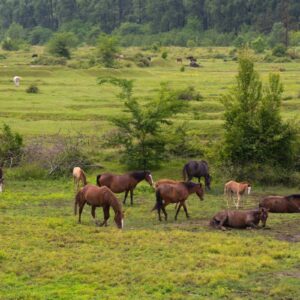 Macellazione carne di cavallo, le audizioni alla Camera dei Deputati riaccendono il dibattito