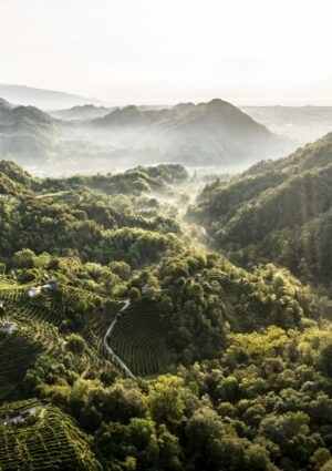 Il Conegliano Valdobbiadene Prosecco Docg lavora per gestire il climate change