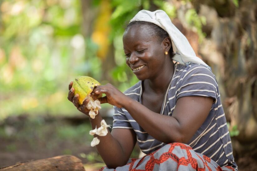 Konan Amalan Cécile recueille des fèves d’une cabosse de cacao
