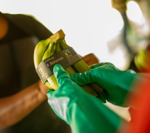 Fairtrade bananas are packed at a BANELINO farm.