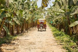 Il mercato Fairtrade in Italia supera i 550 milioni di euro, e sostiene le agricolture locali
