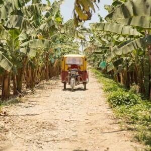 Il mercato Fairtrade in Italia supera i 550 milioni di euro, e sostiene le agricolture locali
