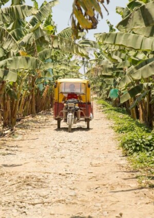 Il mercato Fairtrade in Italia supera i 550 milioni di euro, e sostiene le agricolture locali