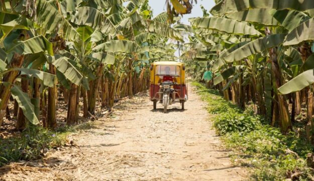 Il mercato Fairtrade in Italia supera i 550 milioni di euro, e sostiene le agricolture locali