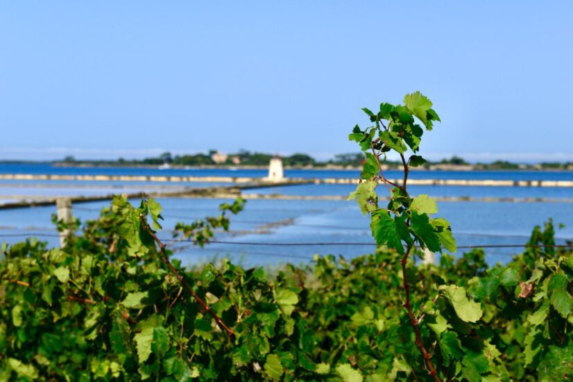 “Trame di Vino” a Feudo Stagnone a Marsala per raccontare il territorio candidato a Riserva della Biosfera MaB Unesco