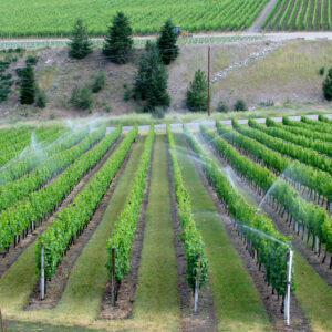 From Burgundy to Etna, in Spain or California, in any region where water must be managed differently