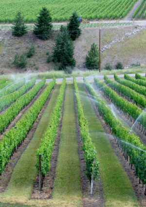Dalla Borgogna all&rsquo;Etna, in Spagna o in California, in ogni regione l&rsquo;acqua va gestita diversamente