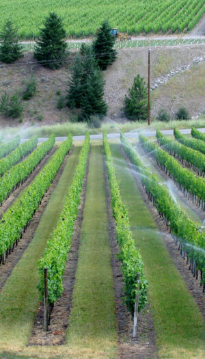 Dalla Borgogna all&rsquo;Etna, in Spagna o in California, in ogni regione l&rsquo;acqua va gestita diversamente