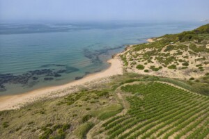 La Sicilia &egrave; l&rsquo;&ldquo;International Wine Region of the Year&rdquo; 2026 dei &ldquo;Wine Enthusiast Wine Star Awards&rdquo;