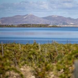 Stagnone, Altopiano dei Bagli, Triglia e San Nicola: ecco le Uga del Marsala Doc
