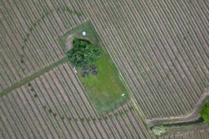 Preservare la biodiversit&agrave; tra boschi e vigneti: l&rsquo;esempio virtuoso di Mosnel in Franciacorta