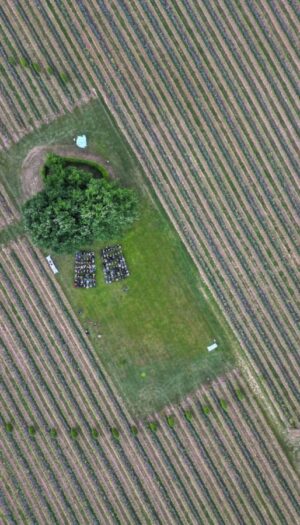 Preservare la biodiversit&agrave; tra boschi e vigneti: l&rsquo;esempio virtuoso di Mosnel in Franciacorta