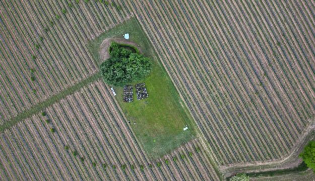 Preservare la biodiversit&agrave; tra boschi e vigneti: l&rsquo;esempio virtuoso di Mosnel in Franciacorta