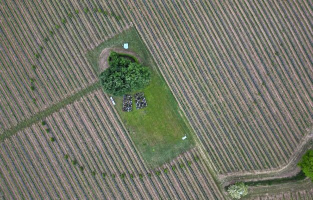 Preserve biodiversity among woods and vineyards: the virtuous example of Mosnel in Franciacorta