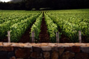 Vino e affari in Napa Valley: St. Sup&eacute;ry (del gruppo Chanel) acquisisce Rudd Estate