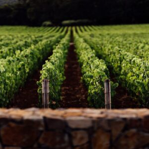 Vino e affari in Napa Valley: St. Sup&eacute;ry (del gruppo Chanel) acquisisce Rudd Estate
