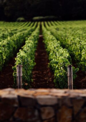 Vino e affari in Napa Valley: St. Sup&eacute;ry (del gruppo Chanel) acquisisce Rudd Estate