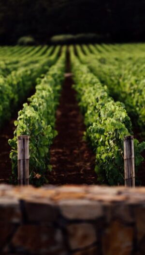 Vino e affari in Napa Valley: St. Sup&eacute;ry (del gruppo Chanel) acquisisce Rudd Estate