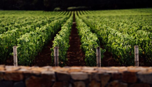 Vino e affari in Napa Valley: St. Sup&eacute;ry (del gruppo Chanel) acquisisce Rudd Estate