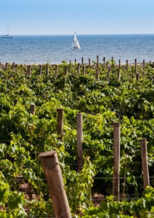 Da &ldquo;Sicilia en Primeur&rdquo;&nbsp;a Palermo a &ldquo;Porto Cervo Wine & Food Festival&rdquo; con i grandi vini delle isole