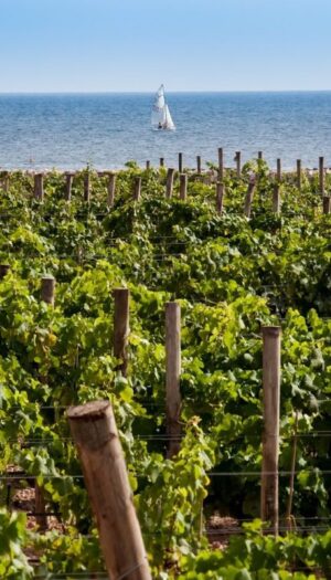 Da &ldquo;Sicilia en Primeur&rdquo;&nbsp;a Palermo a &ldquo;Porto Cervo Wine & Food Festival&rdquo; con i grandi vini delle isole