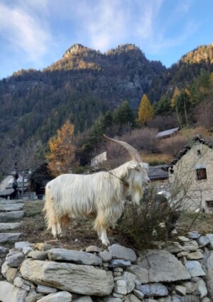 Nascono gli &ldquo;Atlanti dell&rsquo;Arca del Gusto&rdquo; con il patrimonio agroalimentare italiano a rischio