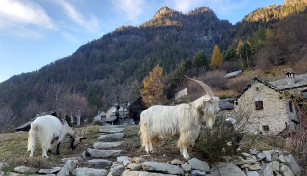 Nascono gli &ldquo;Atlanti dell&rsquo;Arca del Gusto&rdquo; con il patrimonio agroalimentare italiano a rischio