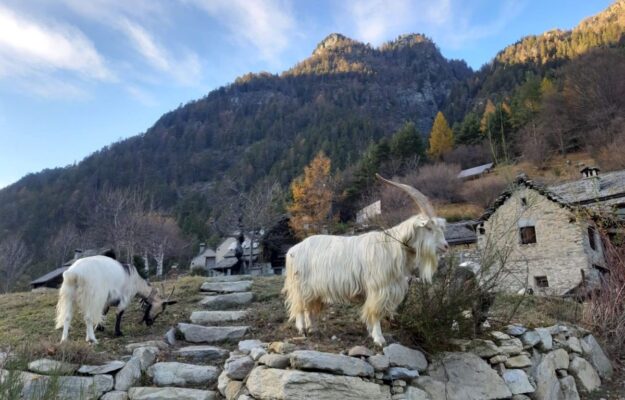 ARCA DEL GUSTO, BIODIVERSITÀ, GIORNATA MONDIALE DELLA BIODIVERSITÀ, PATRIMONIO AGROALIMENTARE ITALIANO, PRESIDI SLOW FOOD, SLOW FOOD, TERRA MADRE SALONE DEL GUSTO, UNIVERSITÀ DI SCIENZE GASTRONOMICHE DI POLLENZO, Non Solo Vino
