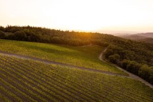 La sostenibilit&agrave; &egrave; sempre pi&ugrave; premiante: il Rapporto &ldquo;Agricoltura100&rdquo;. Vino pioniere, Ruffino al top
