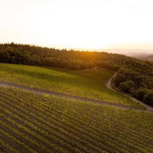 La sostenibilit&agrave; &egrave; sempre pi&ugrave; premiante: il Rapporto &ldquo;Agricoltura100&rdquo;. Vino pioniere, Ruffino al top