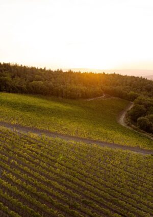 La sostenibilit&agrave; &egrave; sempre pi&ugrave; premiante: il Rapporto &ldquo;Agricoltura100&rdquo;. Vino pioniere, Ruffino al top