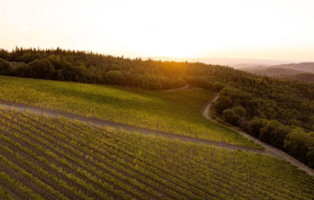 Sustainability is increasingly more awarding: Agricoltura100 Report. Wine pioneer, Ruffino top