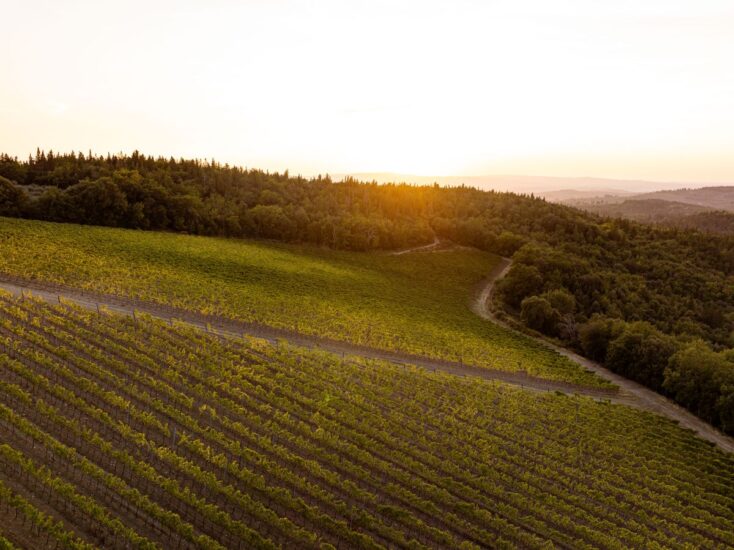 I vigneti di Ruffino, in Chianti Classico, al n. 1 di “Agricoltura 100”