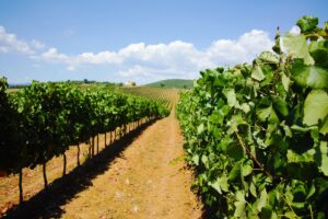 Ocm Vino: dalla promozione ai vigneti, 323,9 milioni di euro per la campagna 2026/2027 per l&rsquo;Italia
