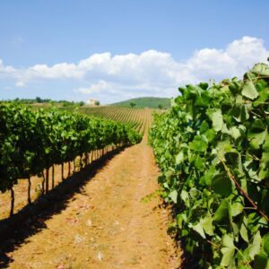 Ocm Vino: dalla promozione ai vigneti, 323,9 milioni di euro per la campagna 2026/2027 per l&rsquo;Italia