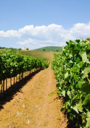 Ocm Vino: dalla promozione ai vigneti, 323,9 milioni di euro per la campagna 2026/2027 per l&rsquo;Italia