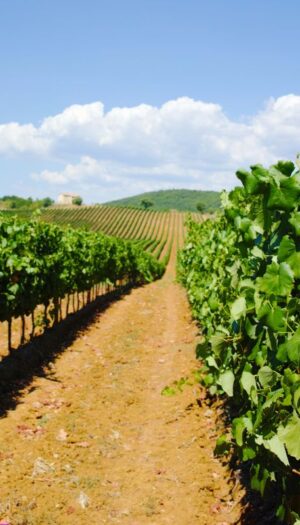 Ocm Vino: dalla promozione ai vigneti, 323,9 milioni di euro per la campagna 2026/2027 per l&rsquo;Italia