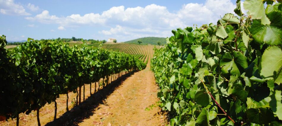 Ocm Vino: dalla promozione ai vigneti, 323,9 milioni di euro per la campagna 2026/2027 per l&rsquo;Italia