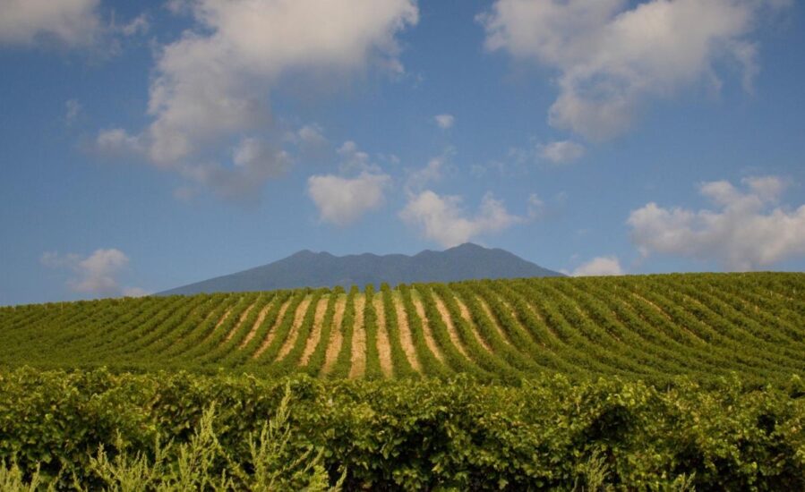 “Gusto Nobile Basilicata” a Venosa, by “Merano WineFestival” ed Helmuth Köcher con Consorzio dell’Aglianico del Vulture (ph: Cantina di Venosa)